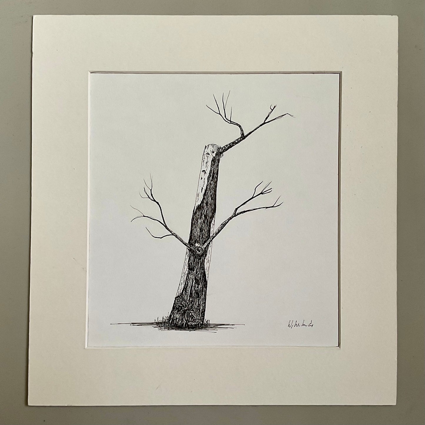Original ink drawing of a weathered tree trunk with crooked branches, drawn in fine black pen on white paper, displayed in a cream mount.