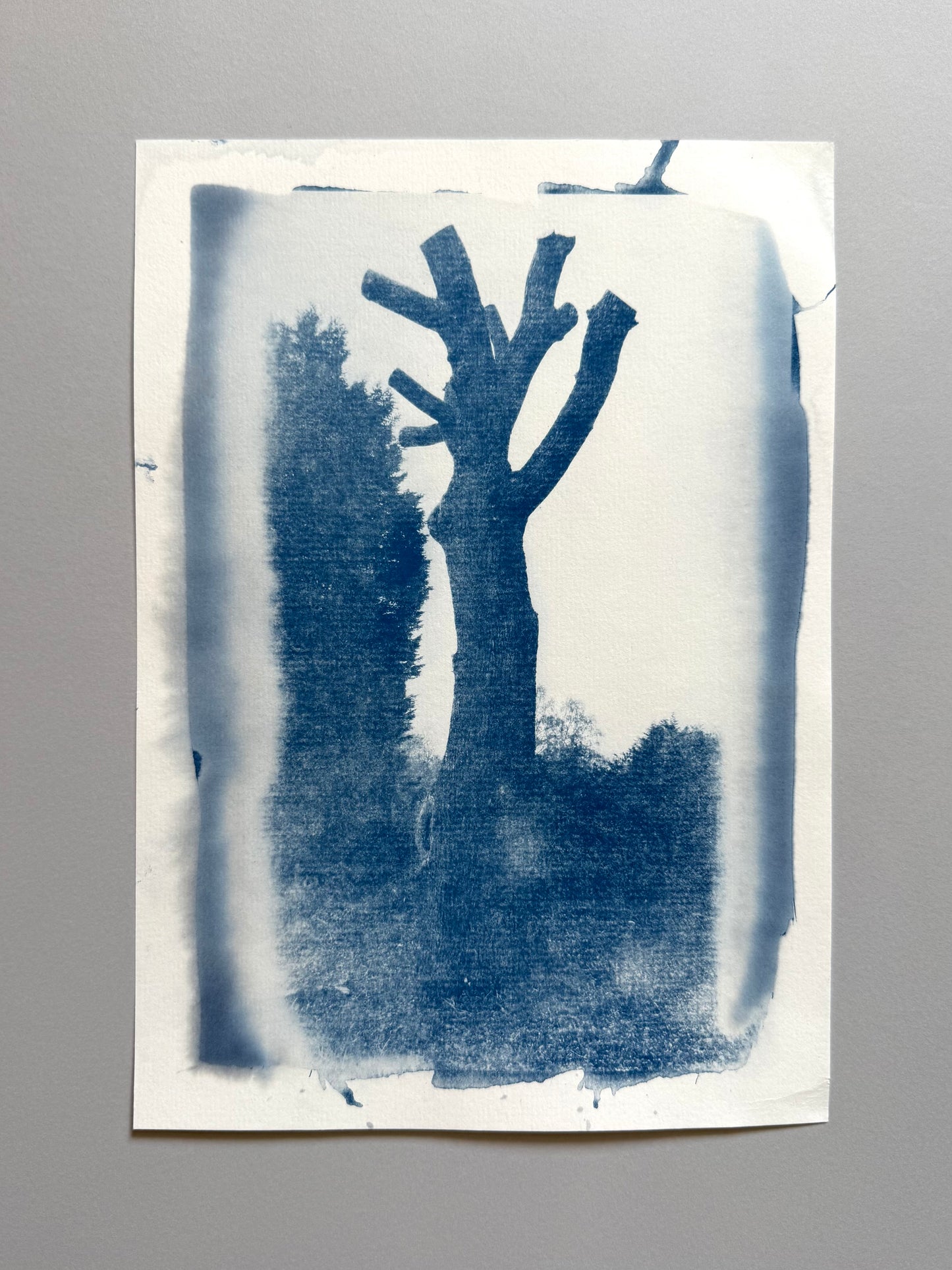 A blue-tinted ink print of a tree silhouette on aged white paper, displayed against a neutral gray background.