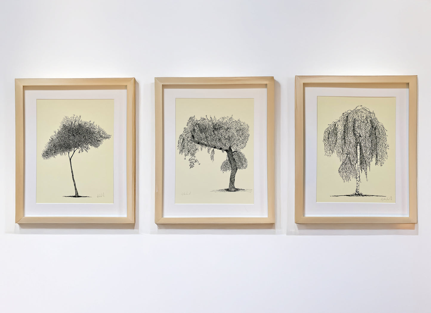 Set of three framed tree art prints by Warren Garland – fine line ink drawings on cream paper, displayed in natural wood frames on a white gallery wall