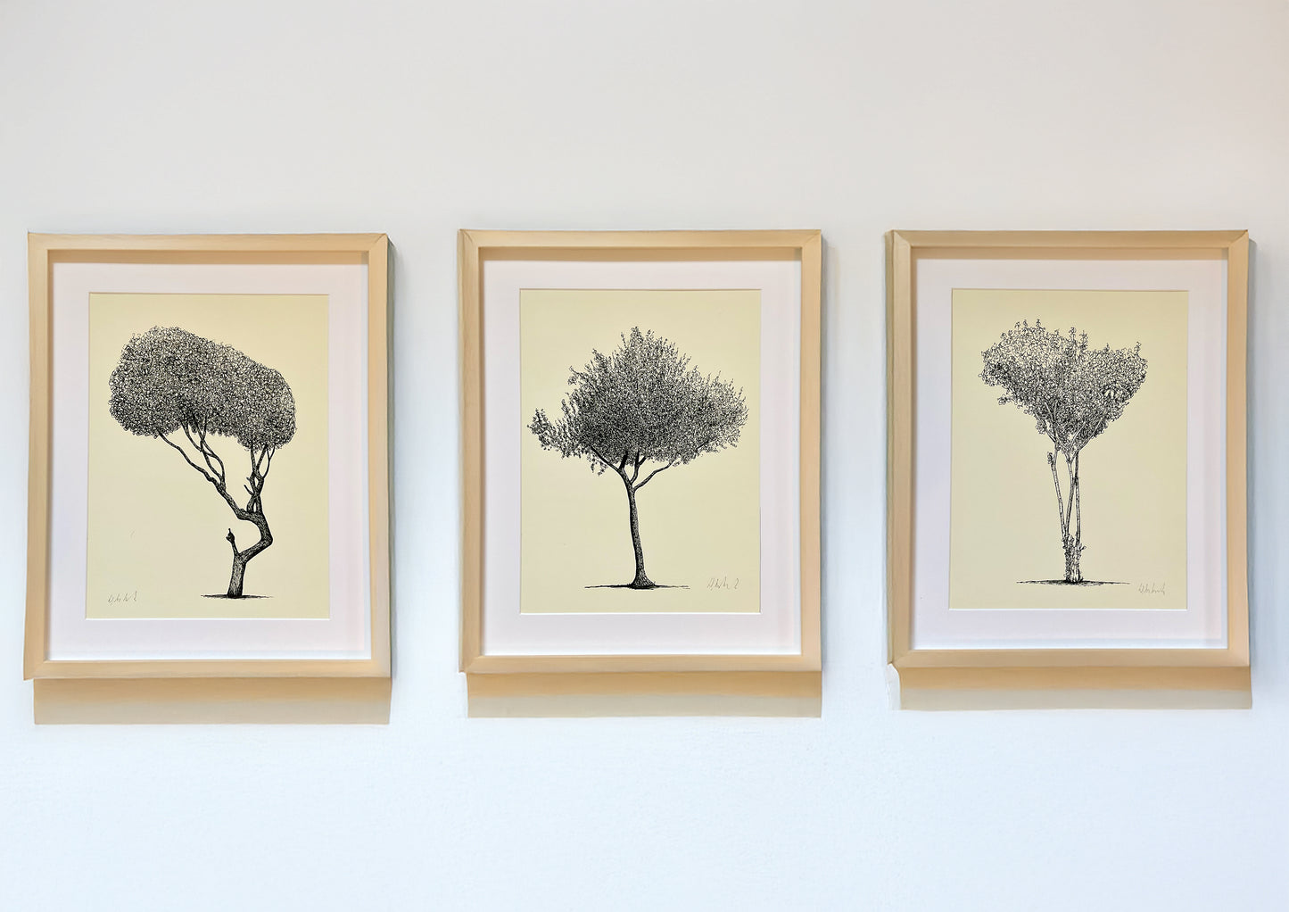 Set of three framed tree art prints by Warren Garland – fine line ink drawings on cream paper, displayed in natural wood frames on a white gallery wall