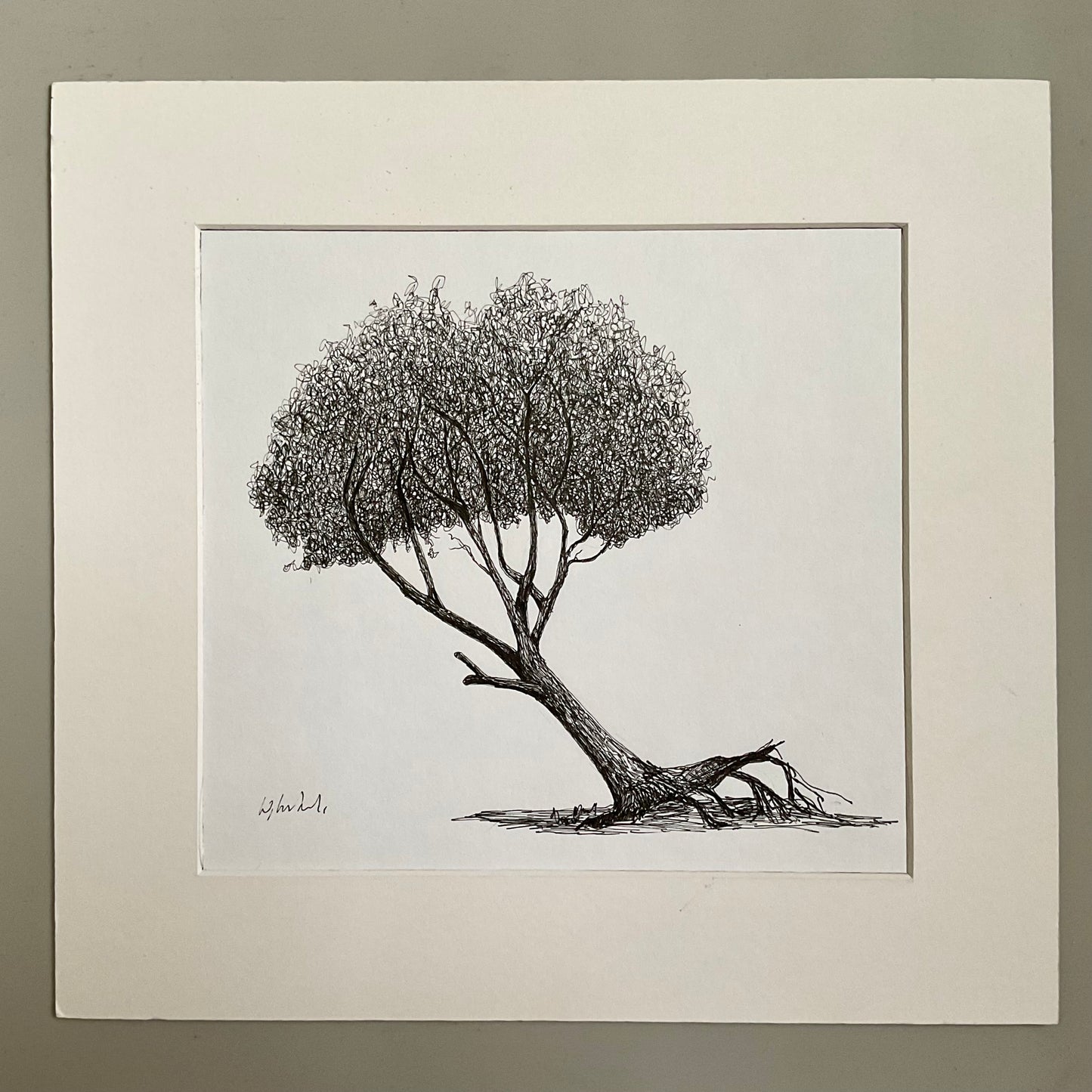Black ink drawing of a leaning deciduous tree with exposed roots and a full crown, created on location in winter. Mounted on a white background.