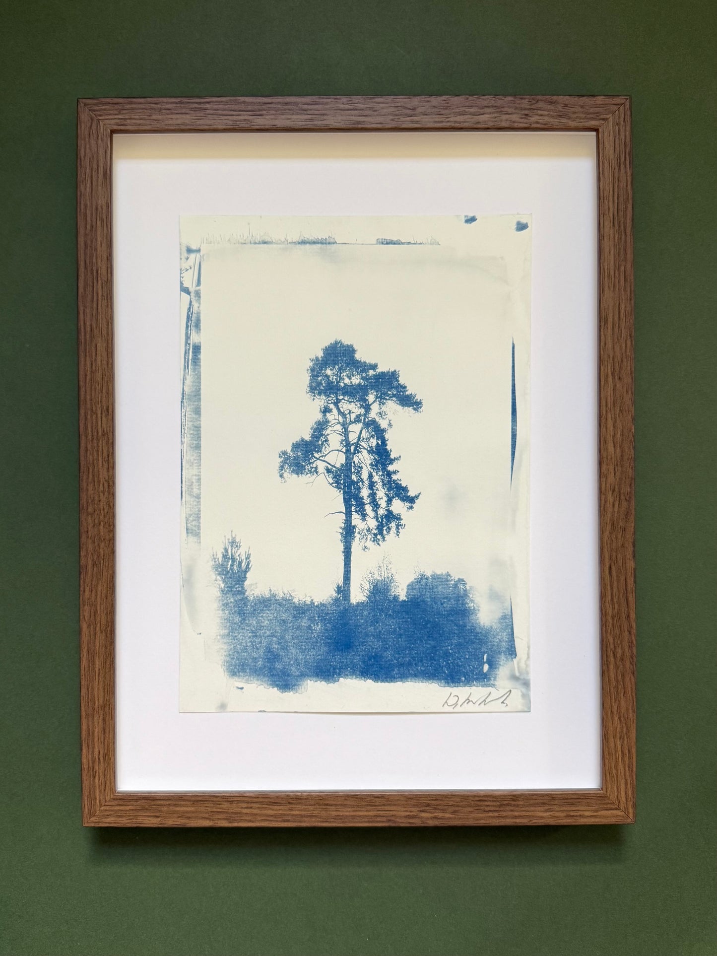 A4 Lickey Pine cyanotype displayed with a white mount in a dark wooden frame.