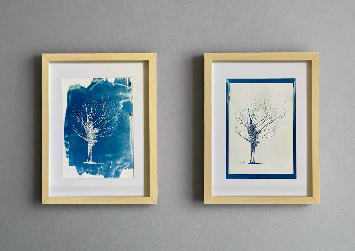 Birts Court Ivy Oak – Positive Cyanotype Print (A4)