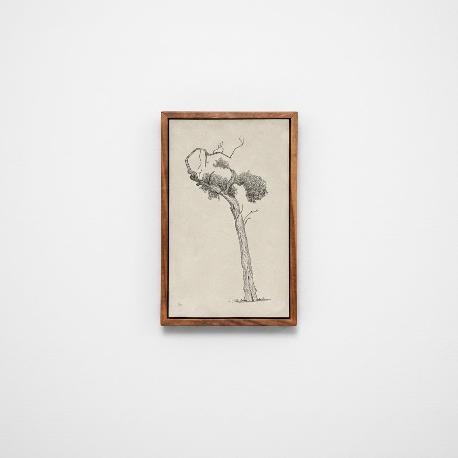 Original ink drawing of a tree in Athens on a hand-cast cement slab, displayed in a solid black walnut frame against a white wall