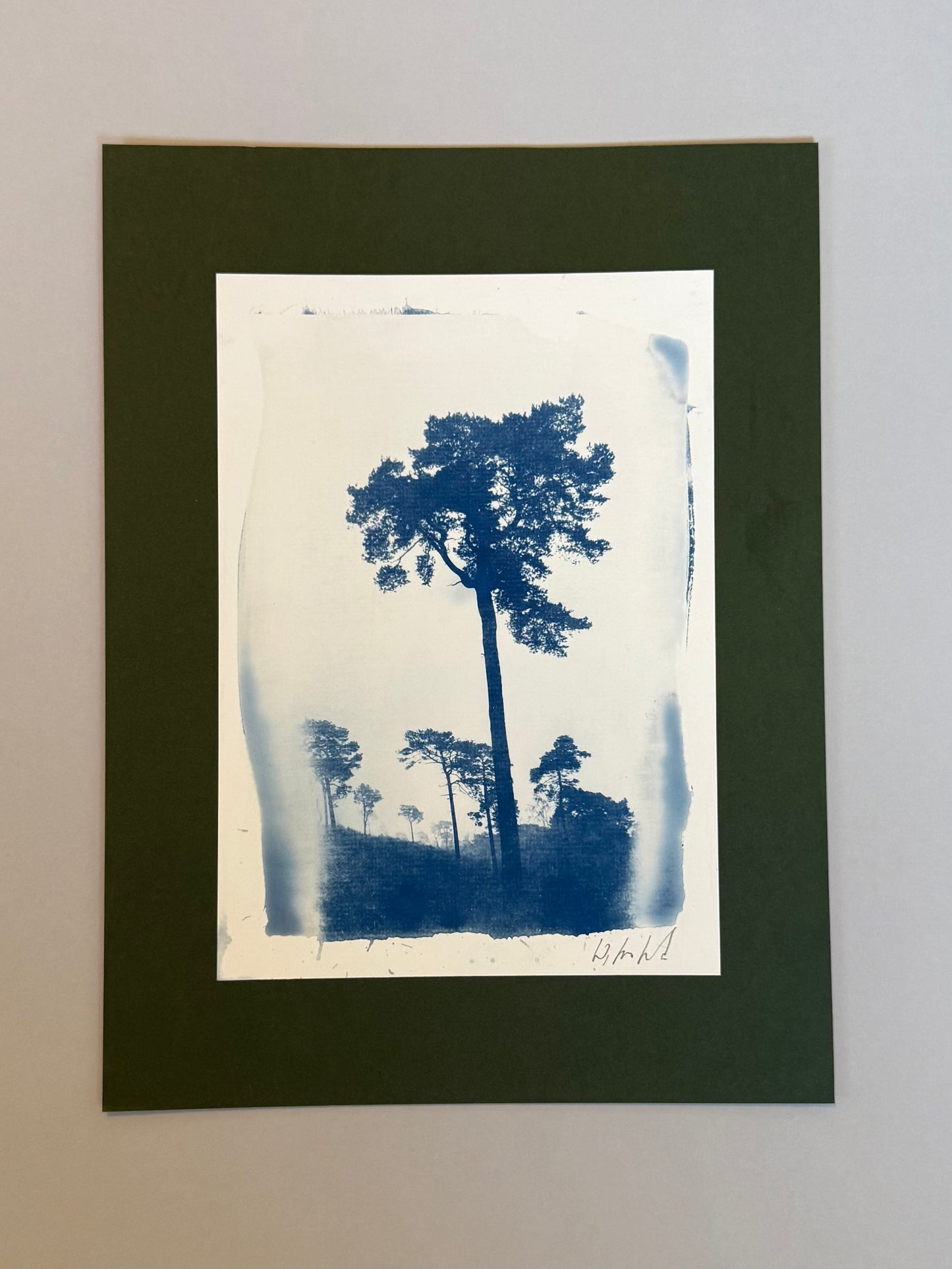 Lickey Hills Pine – Original Handmade Cyanotype
