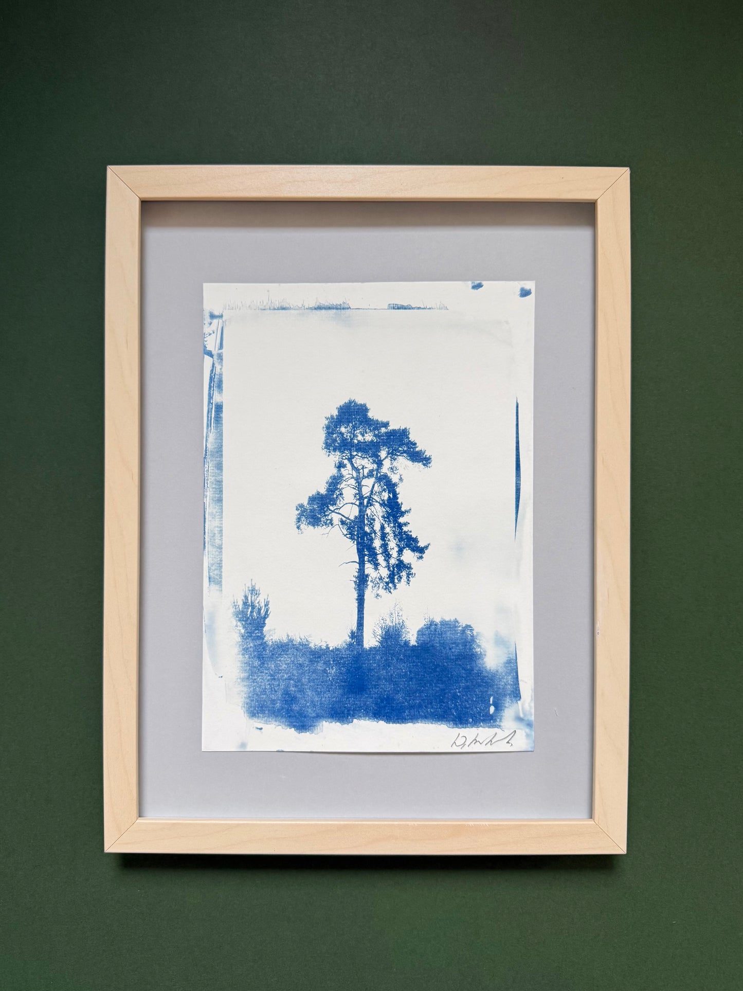 Framed original handmade cyanotype of a solitary pine tree on Lickey Hills, Worcestershire, presented in a light wood frame with a grey mount, ready to hang.