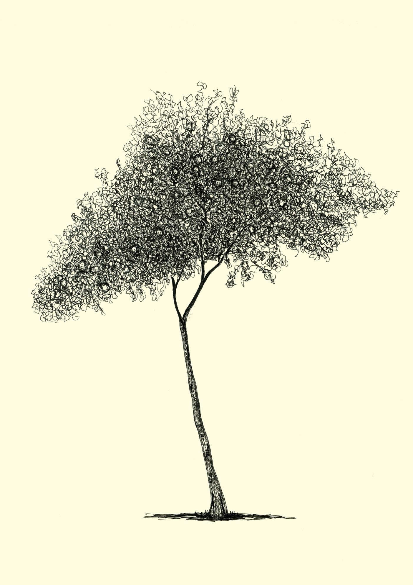 • Athens Orange Tree – A3 limited edition giclée print by Warren Garland
• Citrus tree drawing from Athens – fine art print on archival paper
• Greek orange tree illustration – hand-drawn ink giclée print