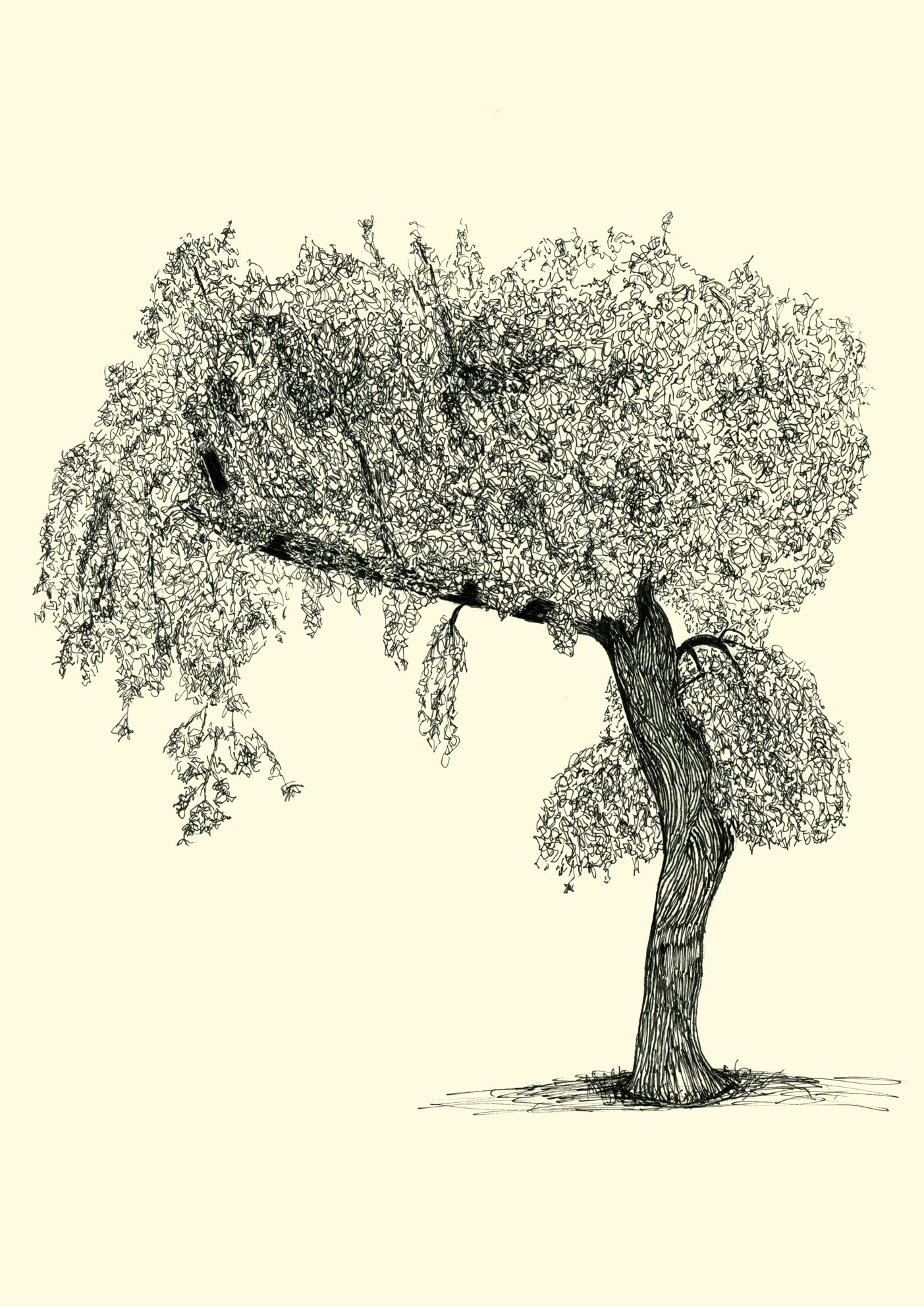 • Victoria Boat – A3 limited edition giclée print by Warren Garland
• Ink drawing of leaning tree beside boating lake in Victoria Park
• Urban tree artwork – botanical illustration on archival paper