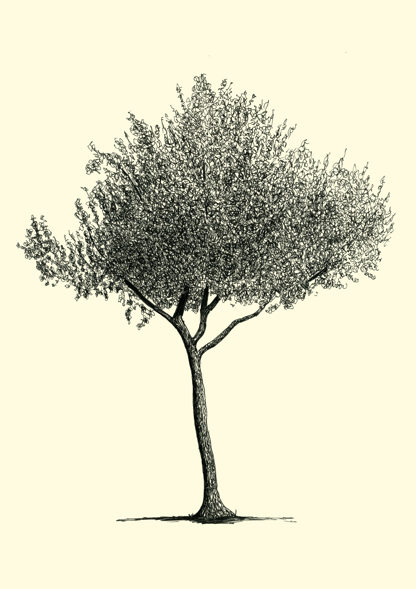 • Homerton Hawthorn – A3 limited edition giclée tree print by Warren Garland
• Hawthorn ink illustration – East London street tree print
• Urban fairy tree artwork – original botanical drawing print