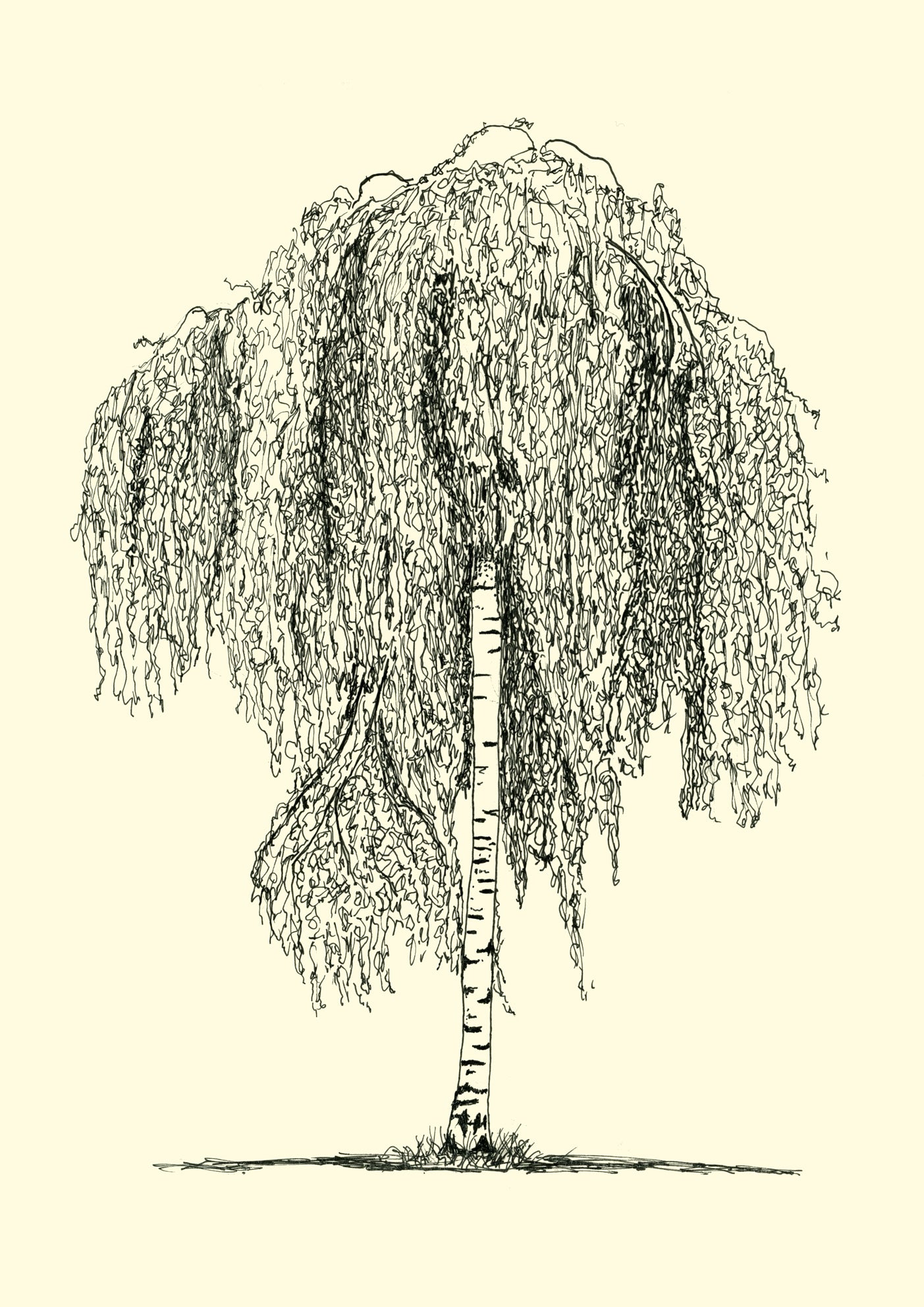 • Clissold Weeper – A4 limited edition giclée print of weeping tree by Warren Garland
• Stoke Newington tree drawing in ink – fine art print by UK artist
• Black and white giclée tree art print from Clissold Park, London