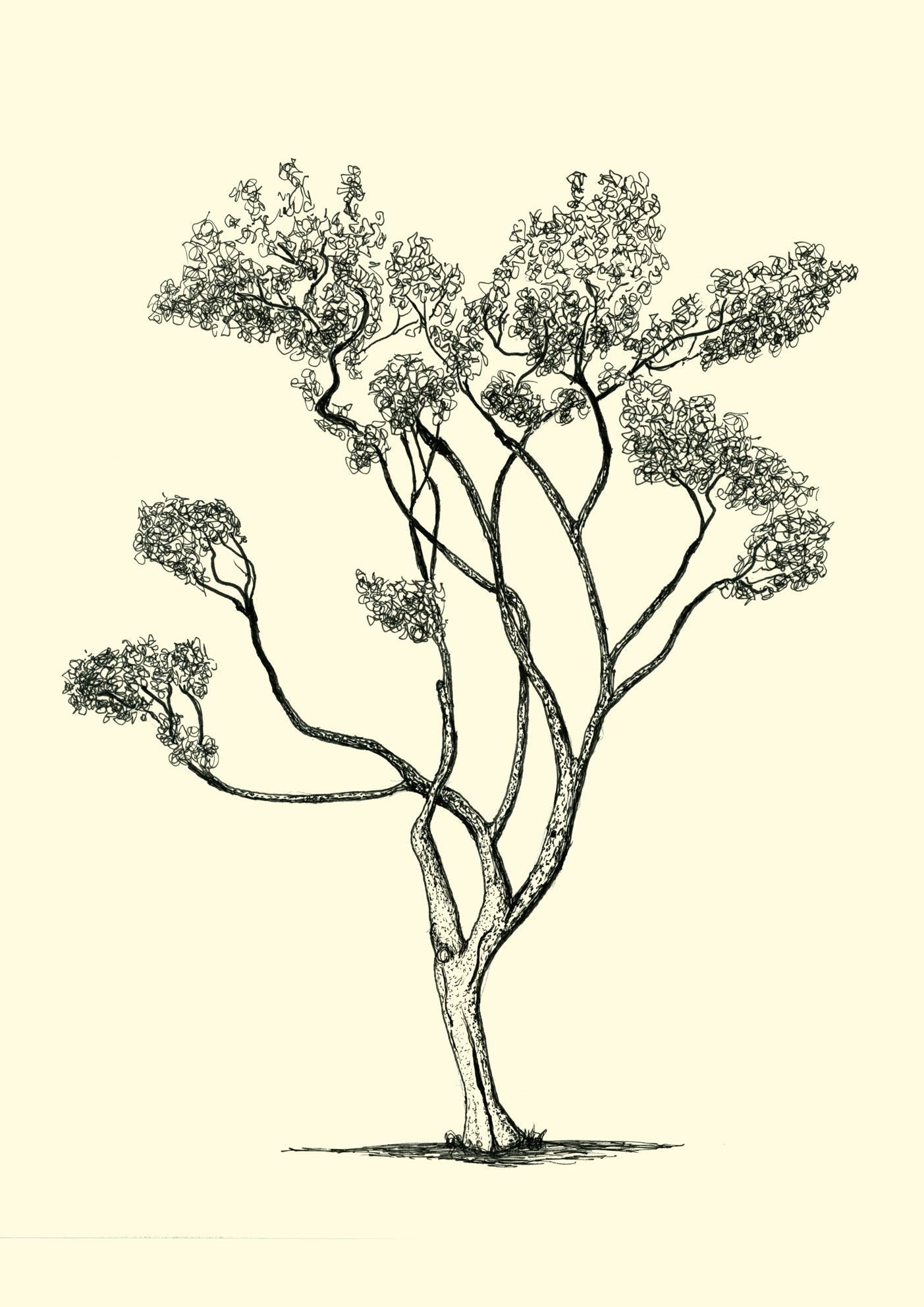 • Saint Paul’s – A4 giclée print of tree near Stoke Newington church by Warren Garland
• UK tree drawing – archival ink art print from Warren Drawing Trees
• Black and white tree illustration from London – fine art giclée print