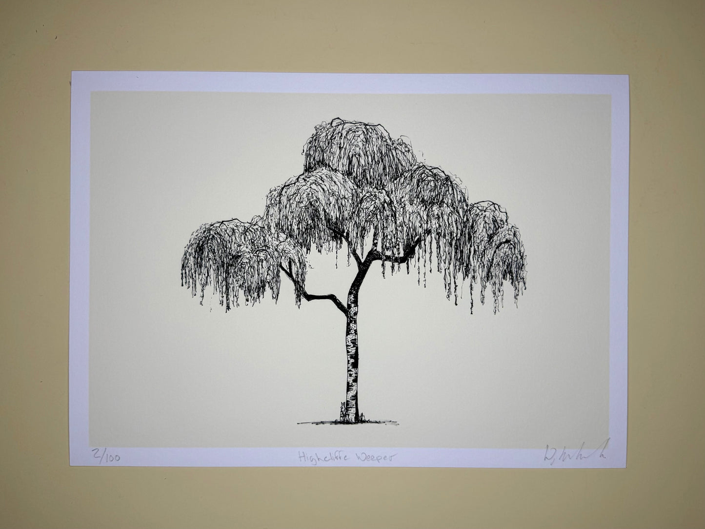Black and white illustration of a willow tree on a beige background
