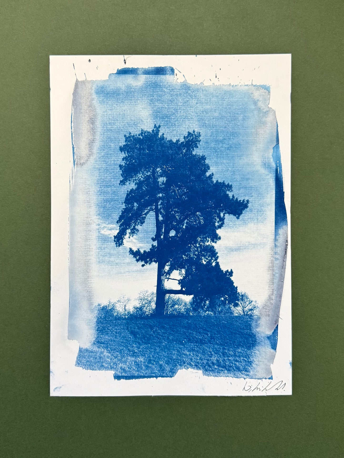 Original blue-and-white A4 cyanotype of a mature pine at Croome Court, signed by Warren Garland.