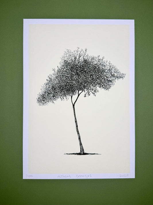 Athens Orange Tree – A4 Limited Edition Giclée Print
