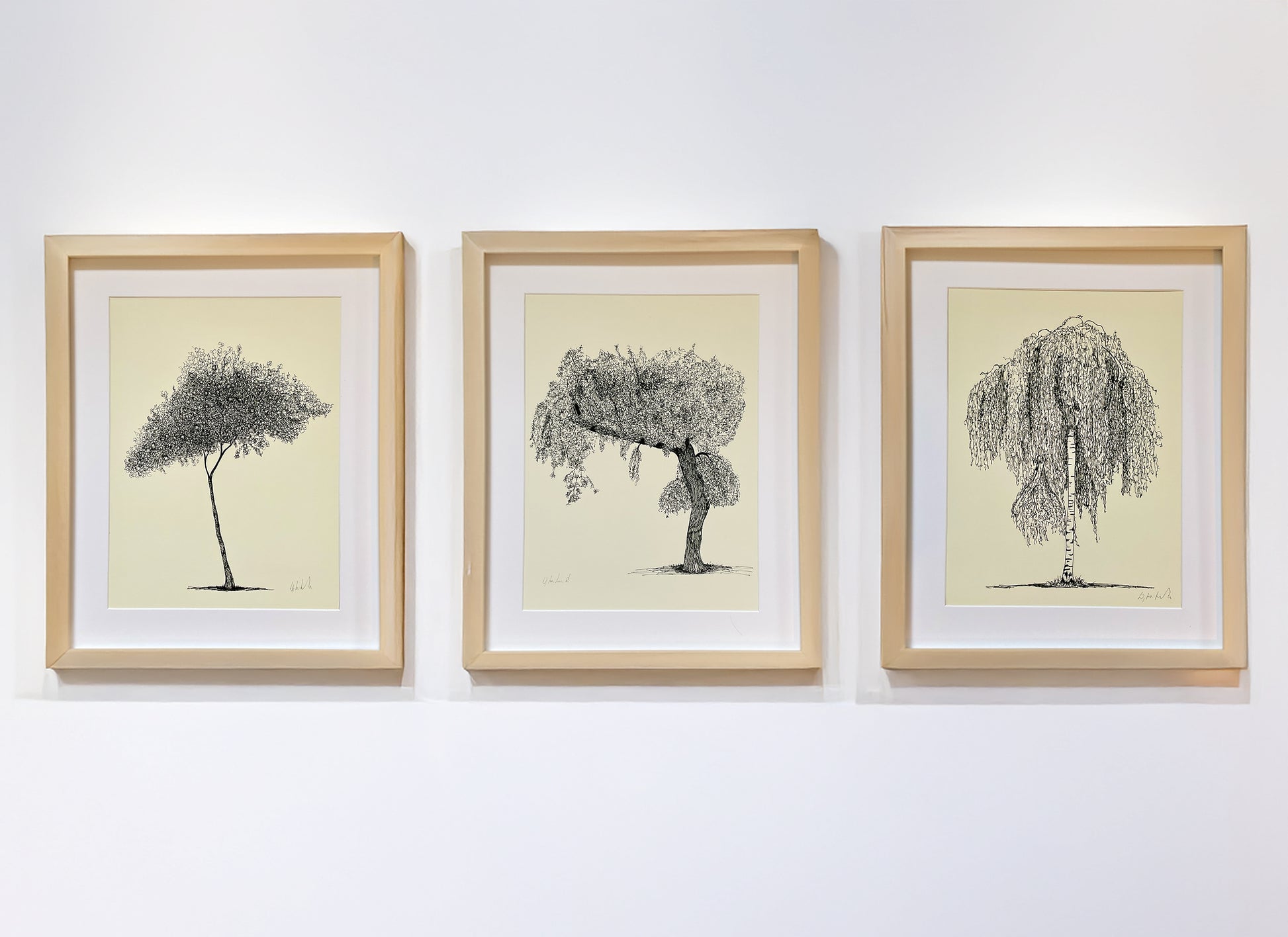 Set of three framed tree art prints by Warren Garland – fine line ink drawings on cream paper, displayed in natural wood frames on a white gallery wall