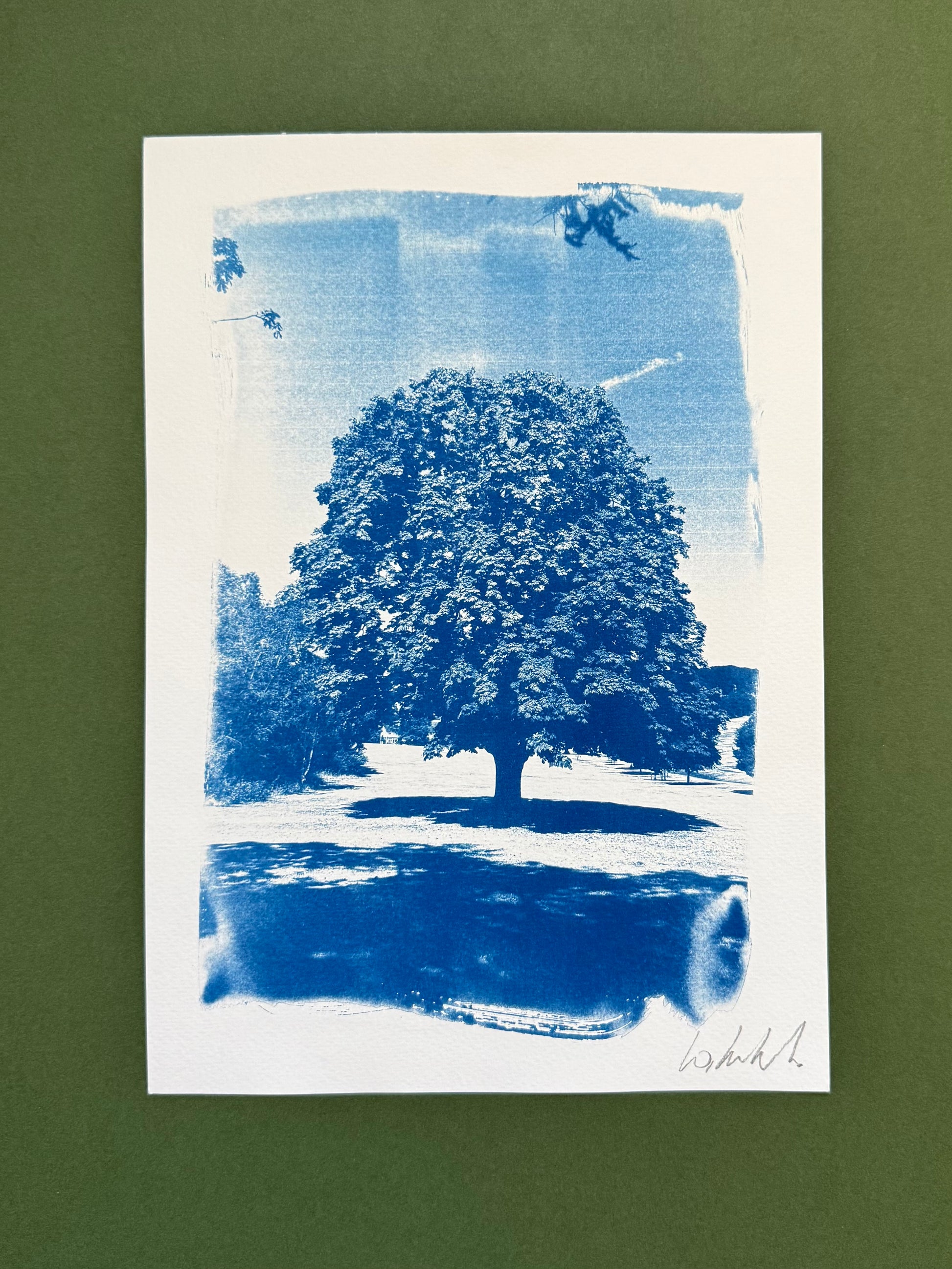 Original blue-and-white A4 cyanotype of a broad-canopied tree at Warley Woods, signed by Warren Garland.