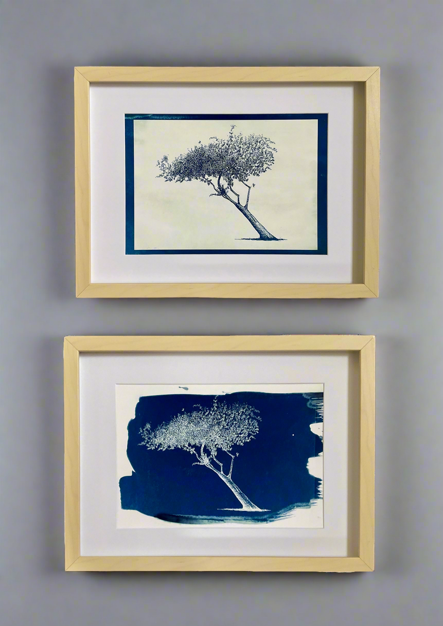 Barber Leaning Tree – Original Cyanotype Print (A4)
