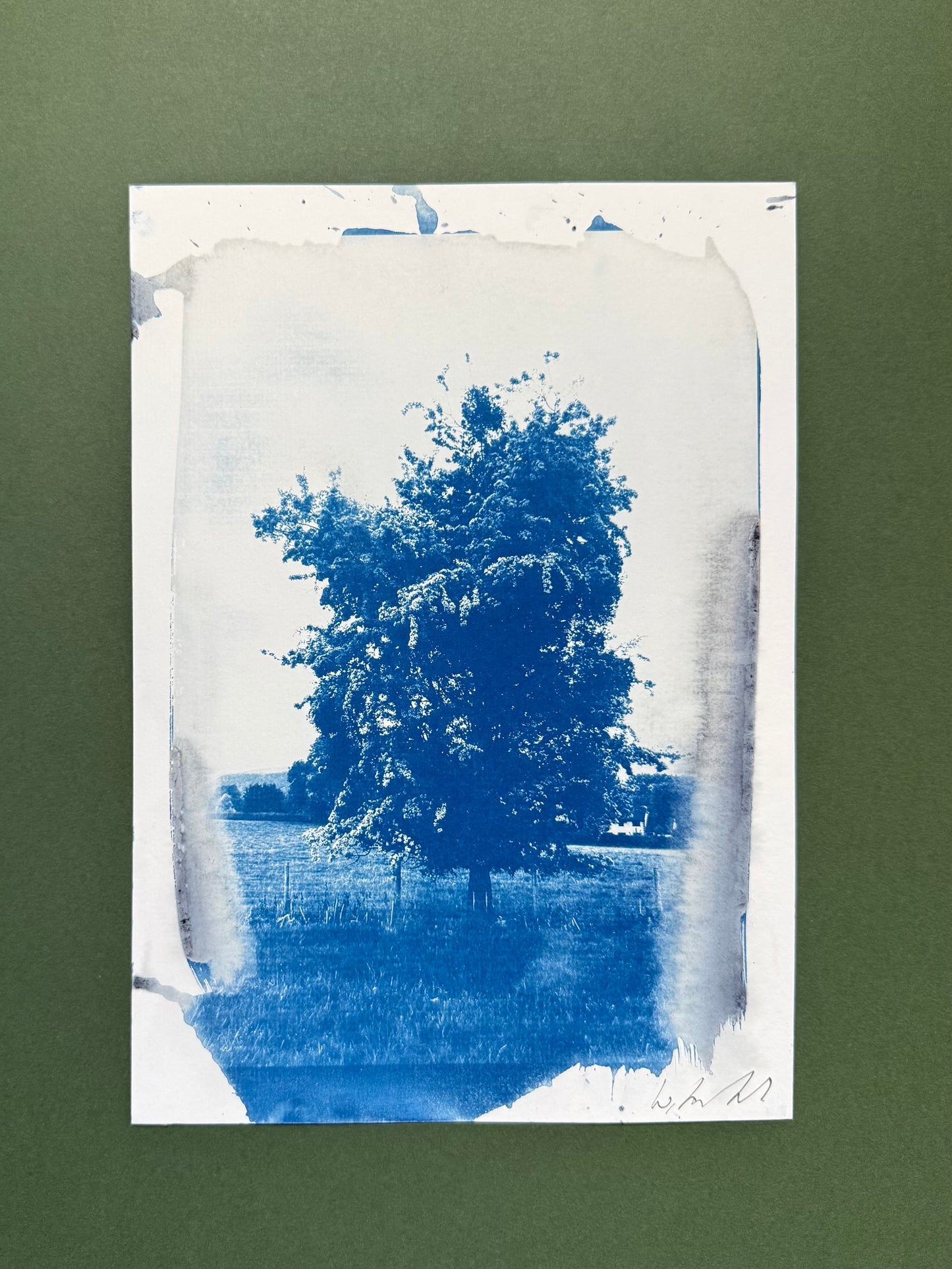 Original blue-and-white A4 cyanotype of a mature tree in a field near Hay-on-Wye, signed by Warren Garland.