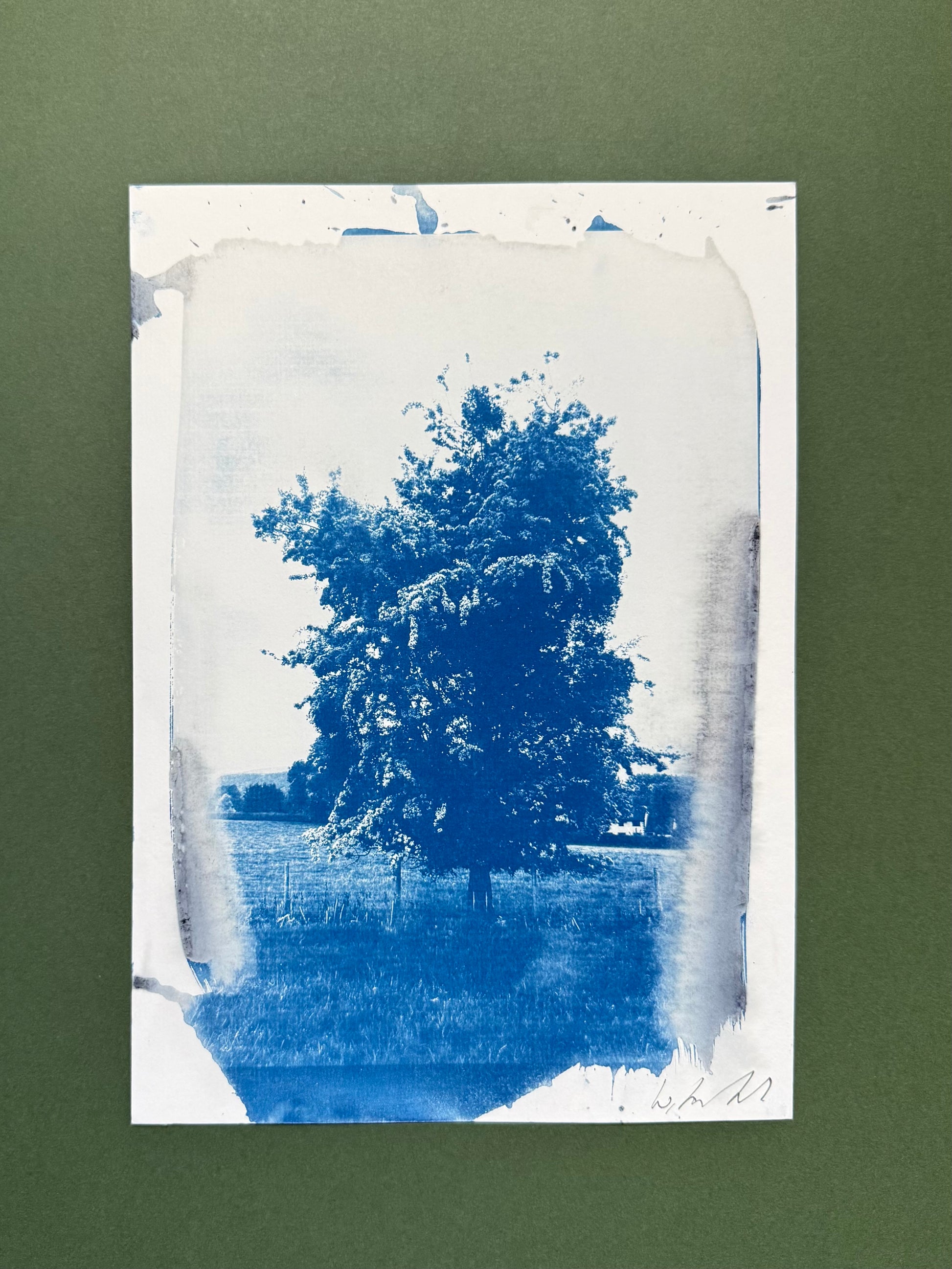 Original blue-and-white A4 cyanotype of a mature tree in a field near Hay-on-Wye, signed by Warren Garland.