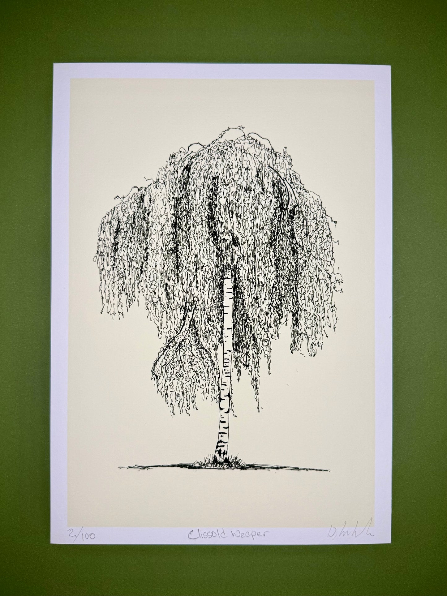 Clissold Weeper — A4 Limited Edition Giclée Print — Weeping Tree, Clissold Park, London — Warren Drawing Trees