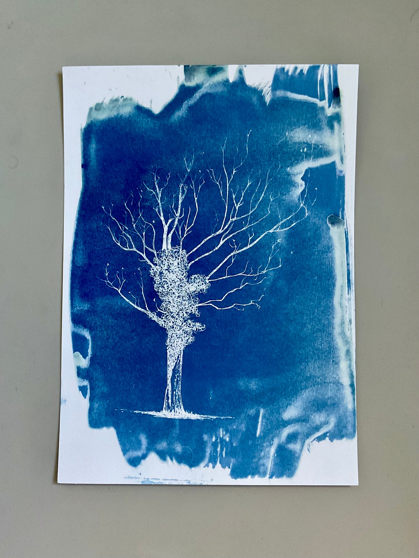 Original cyanotype print of an ivy-covered oak tree with bare branches, printed in deep Prussian blue on textured watercolour paper.