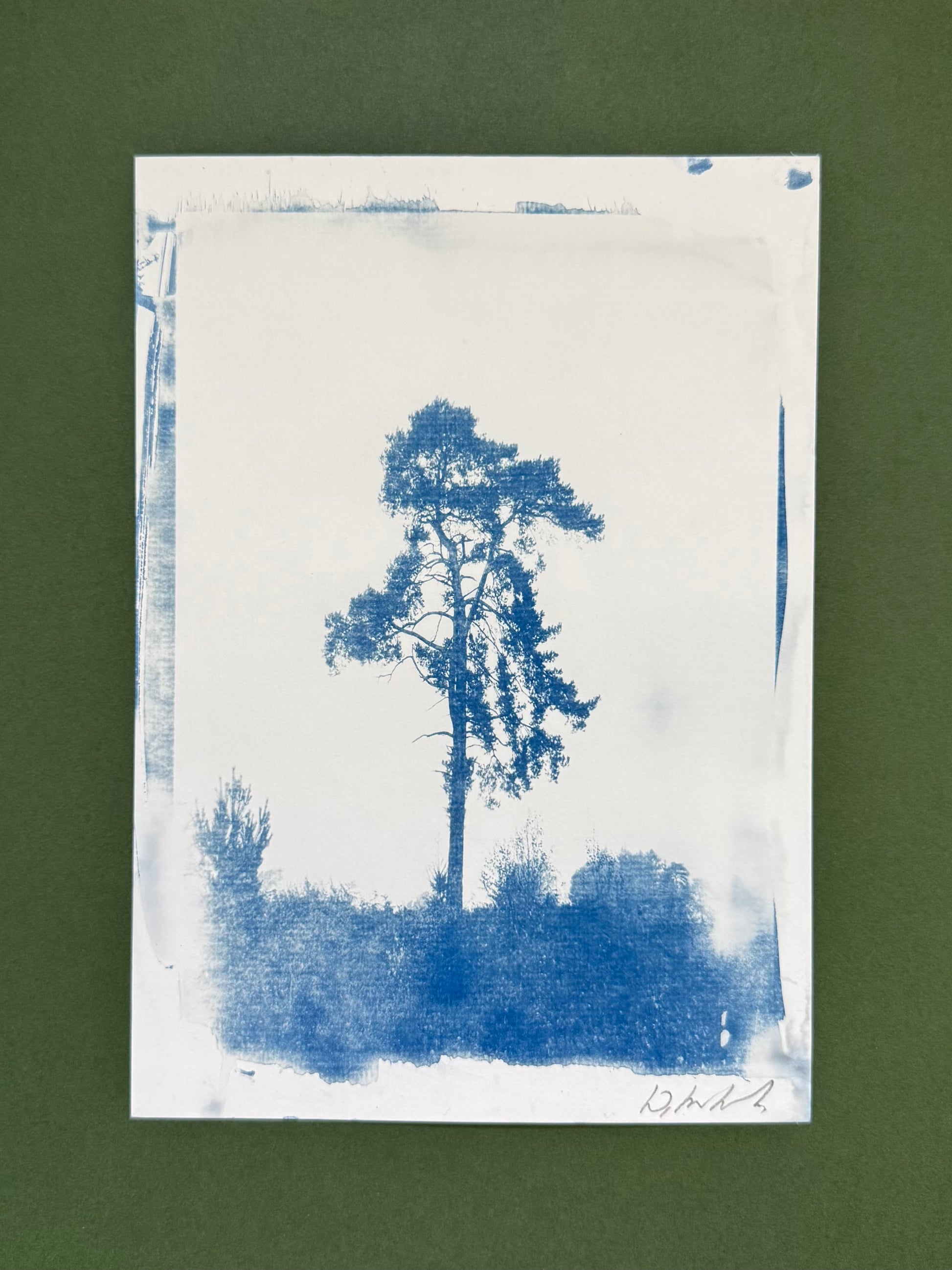     Original blue-and-white A4 cyanotype of a solitary pine at Lickey Hills, signed by Warren Garland.