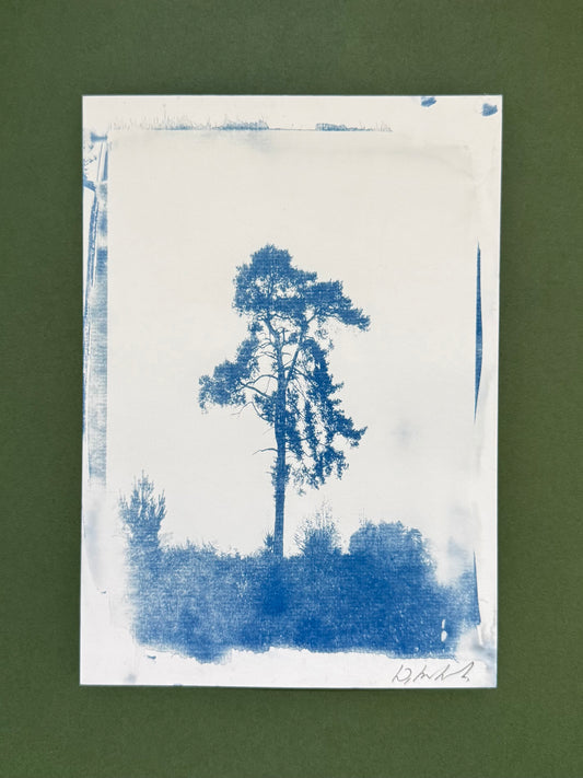     Original blue-and-white A4 cyanotype of a solitary pine at Lickey Hills, signed by Warren Garland.