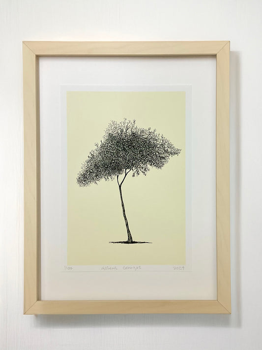 	•	Athens Orange Tree – A4 limited edition giclée print by Warren Garland
	•	Citrus tree drawing from Athens – fine art print on archival paper
	•	Greek orange tree illustration – hand-drawn ink giclée print
