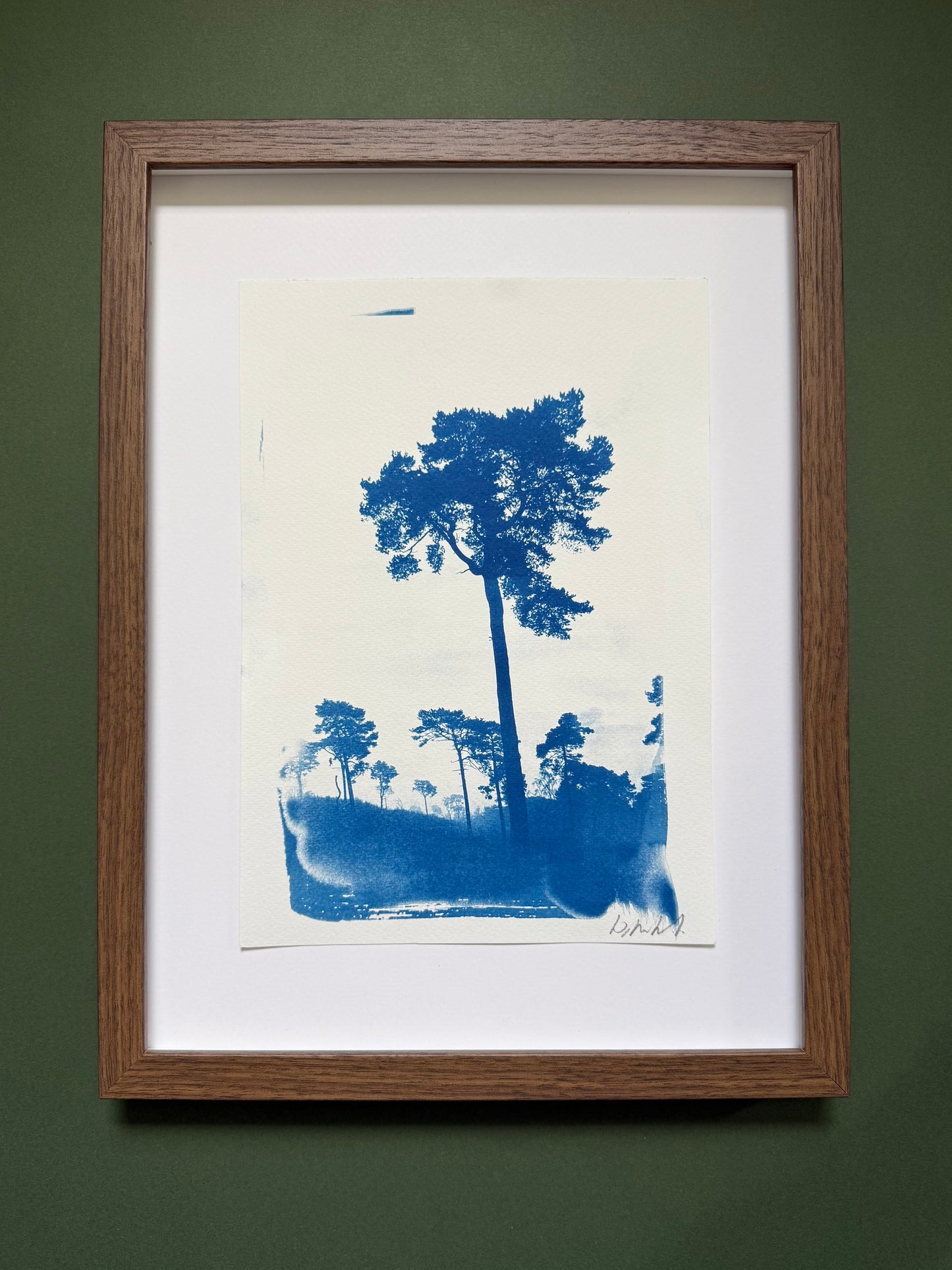 A4 Lickey Pines cyanotype displayed with a white mount in a dark wooden frame.