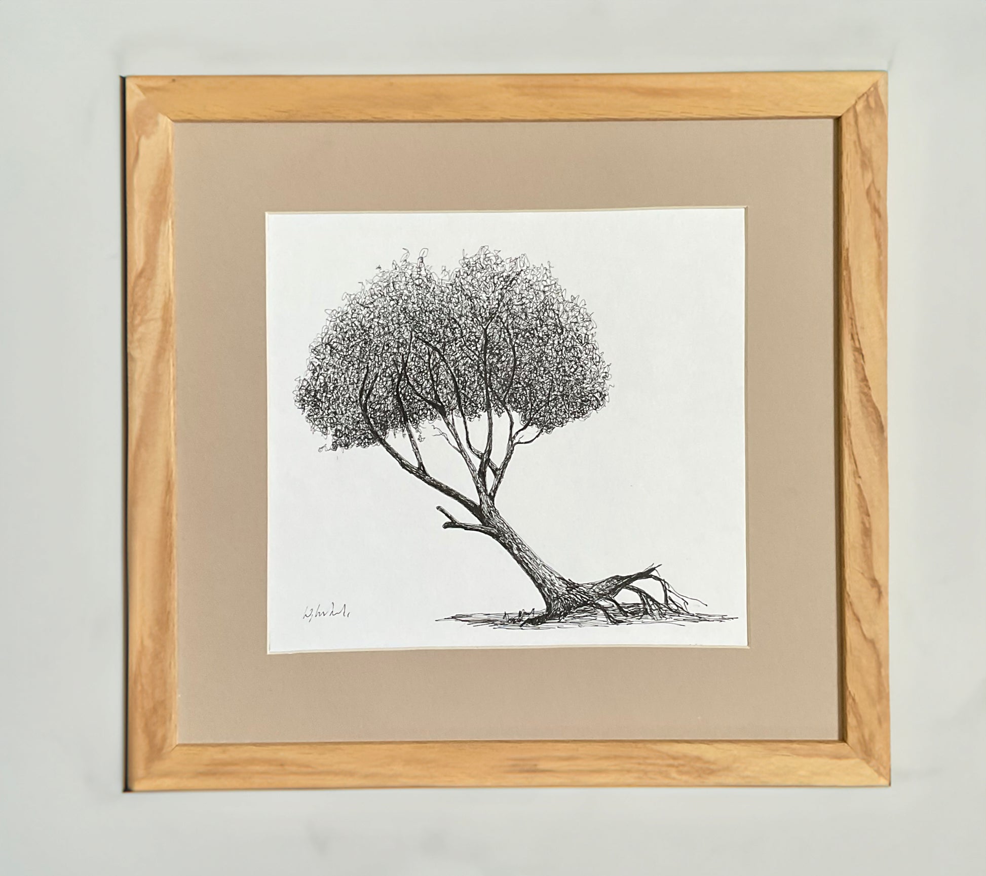 Black ink drawing of a leaning deciduous tree with exposed roots and a full crown, created on location in winter. Mounted on a white background.