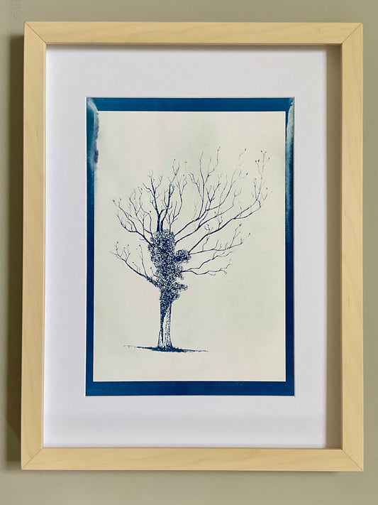 Positive cyanotype print of a bare winter oak tree wrapped in ivy, printed in deep blue on white background. Original art by Warren Drawing Trees.