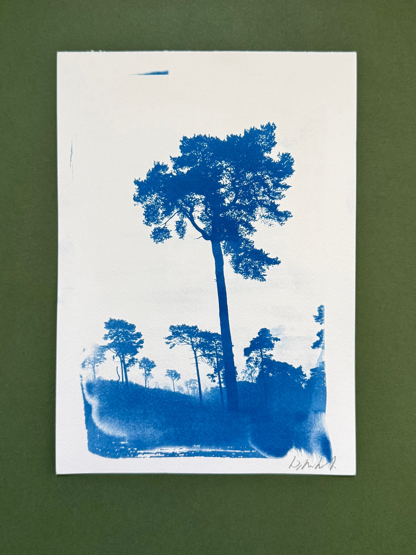 Original blue-and-white A4 cyanotype of tall pine trees at Lickey Hills, signed by Warren Garland.