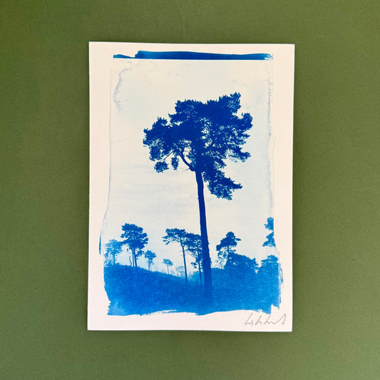 Original blue-and-white A4 cyanotype of tall pine trees at Lickey Hills, signed by Warren Garland.
