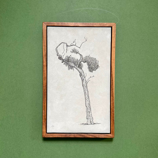 Original ink drawing of a tree in Athens on a hand-cast cement slab, displayed in a solid black walnut frame against green.