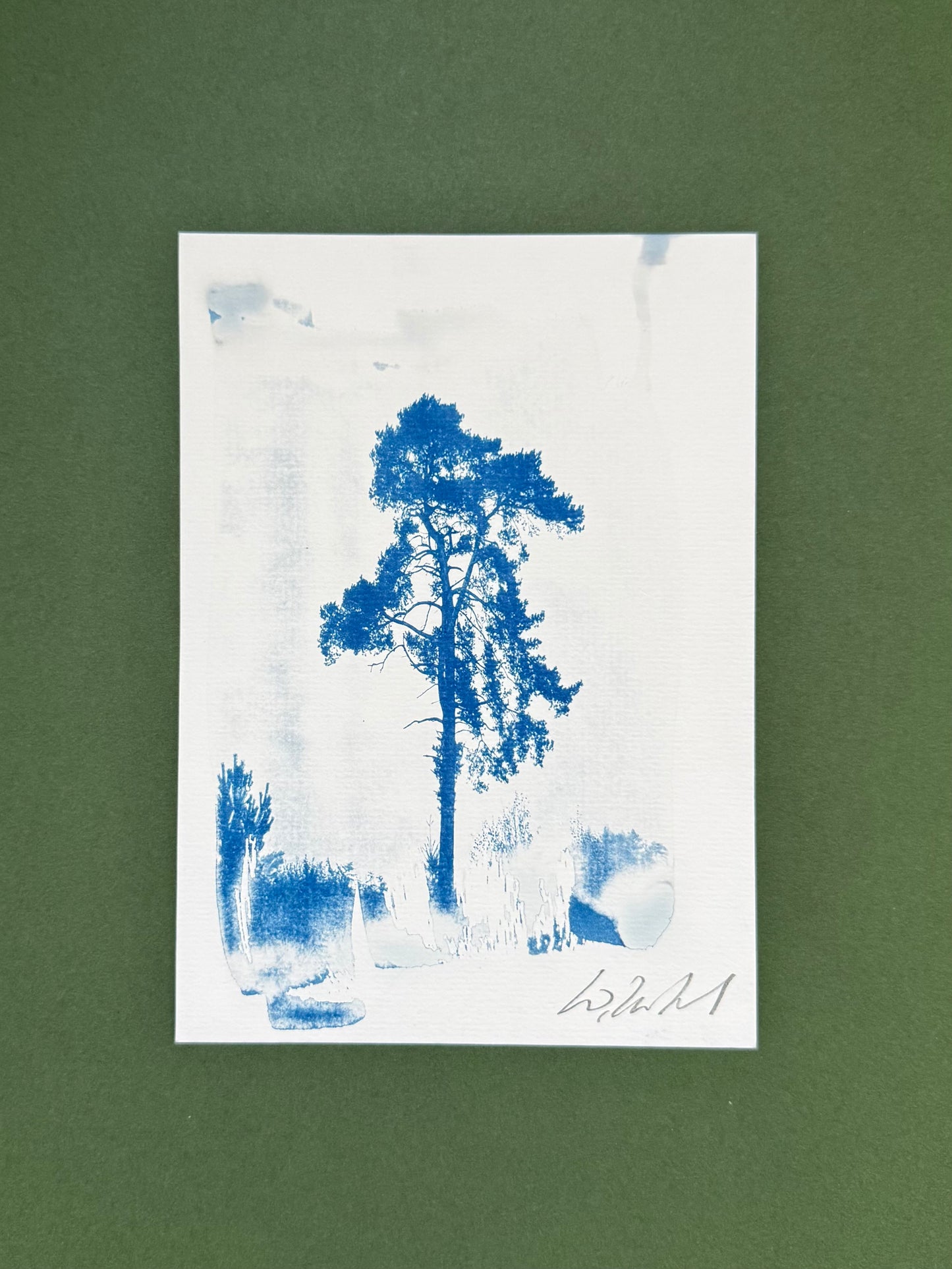 A5 Lickey Pine cyanotype displayed with a white mount in a dark wooden frame.