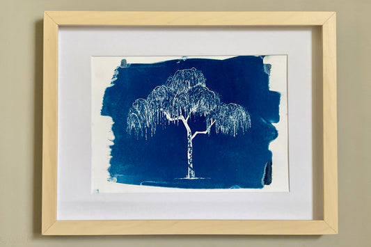 Framed blue cyanotype print of a silver birch tree with weeping branches, based on an original ink drawing by Warren Garland