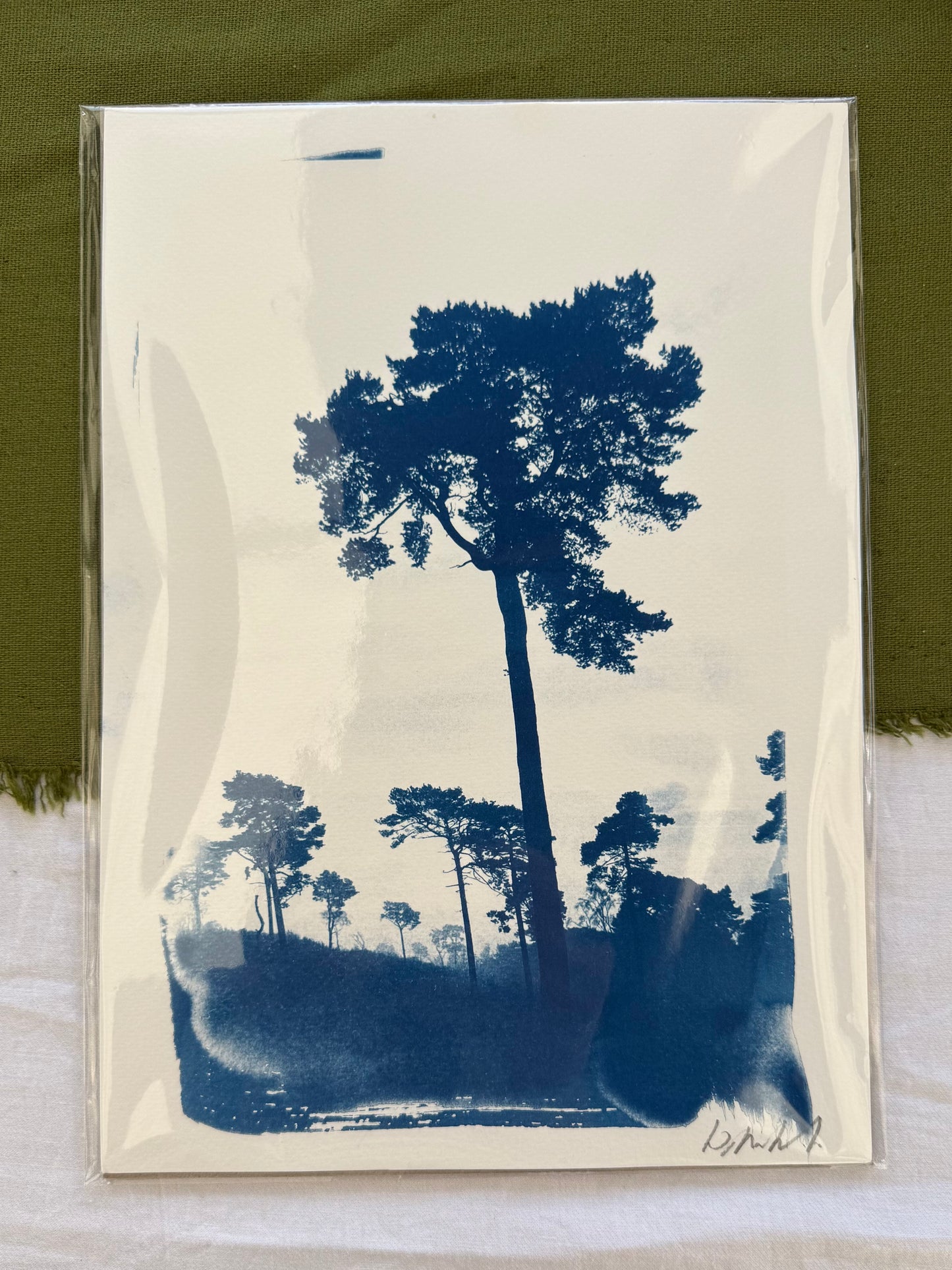 Lickey Pines