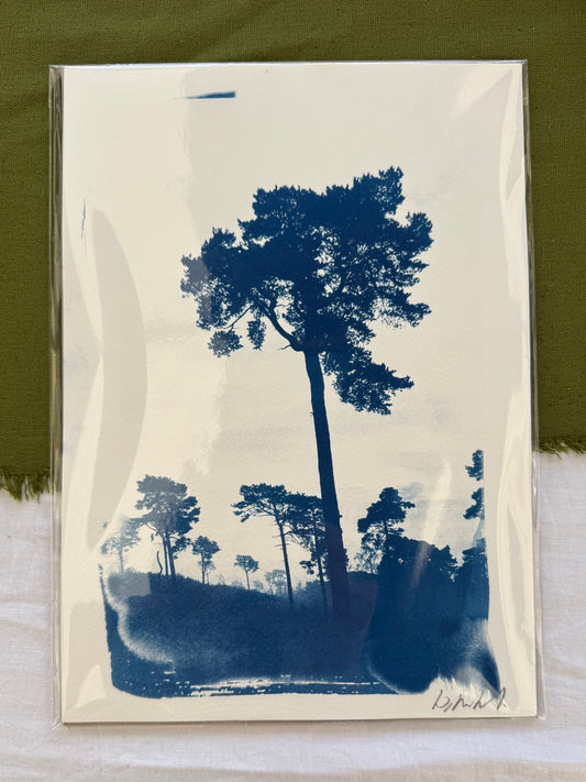 Lickey Pines