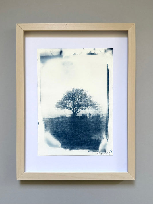 amed original handmade cyanotype of a hawthorn tree on Lickey Hills, Worcestershire, presented in a light wood frame with a white conservation mount, ready to hang.