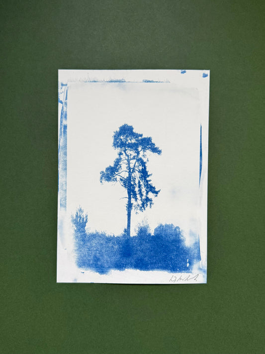 Original handmade cyanotype of a solitary pine tree on Lickey Hills, Worcestershire, captured on a foggy morning and presented unframed.