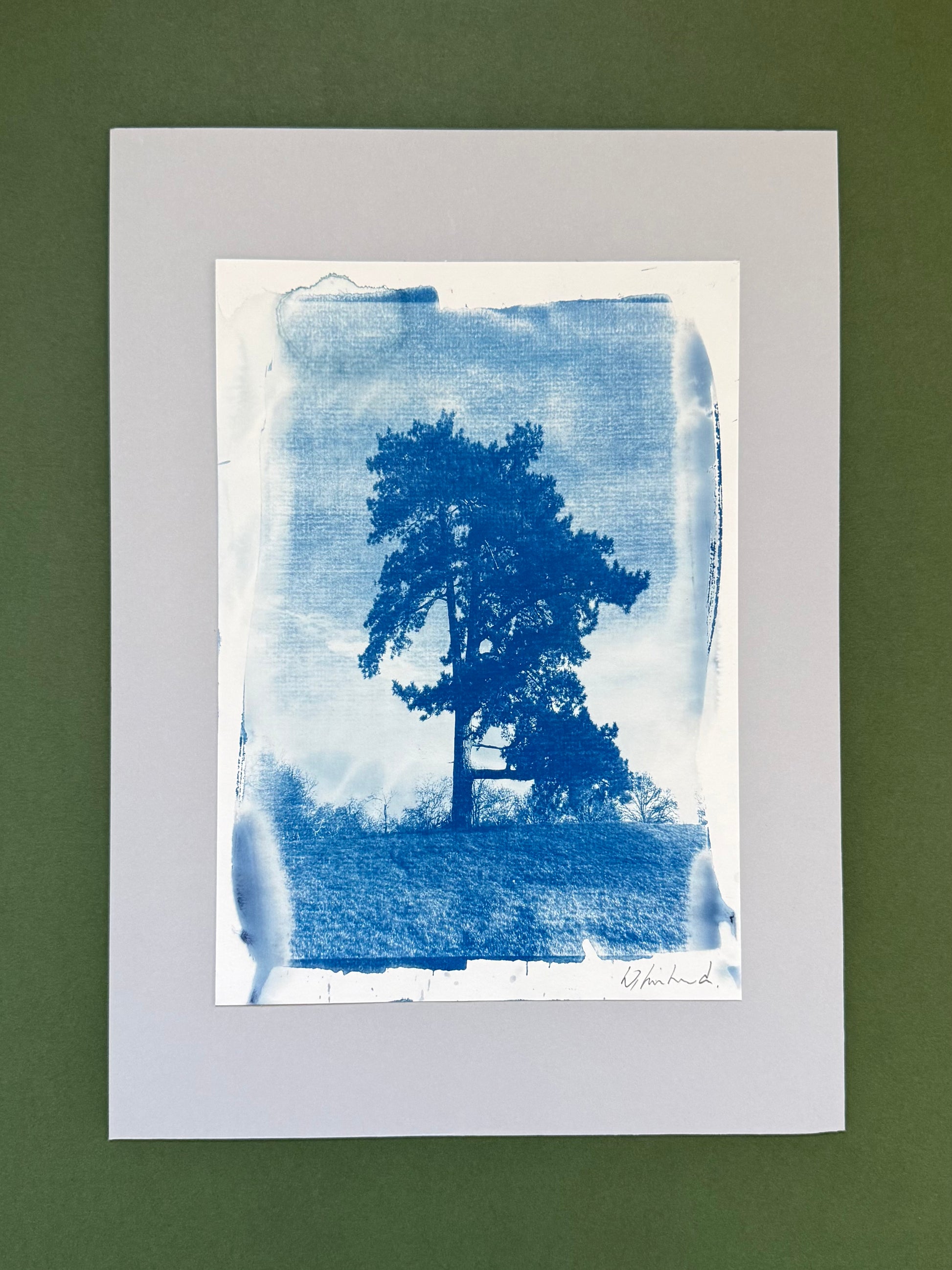 Original handmade cyanotype of a pine tree at Croome Court, Worcestershire, created from an original reference photograph using the traditional cyanotype process.