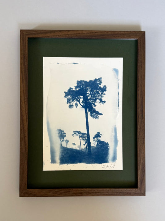 Lickey Hills Pine – Original Handmade Cyanotype