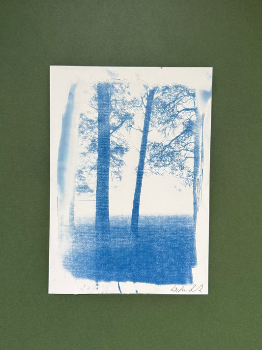 Original handmade cyanotype of pine trees on Lickey Hills, Worcestershire, captured on a foggy morning and presented unframed.