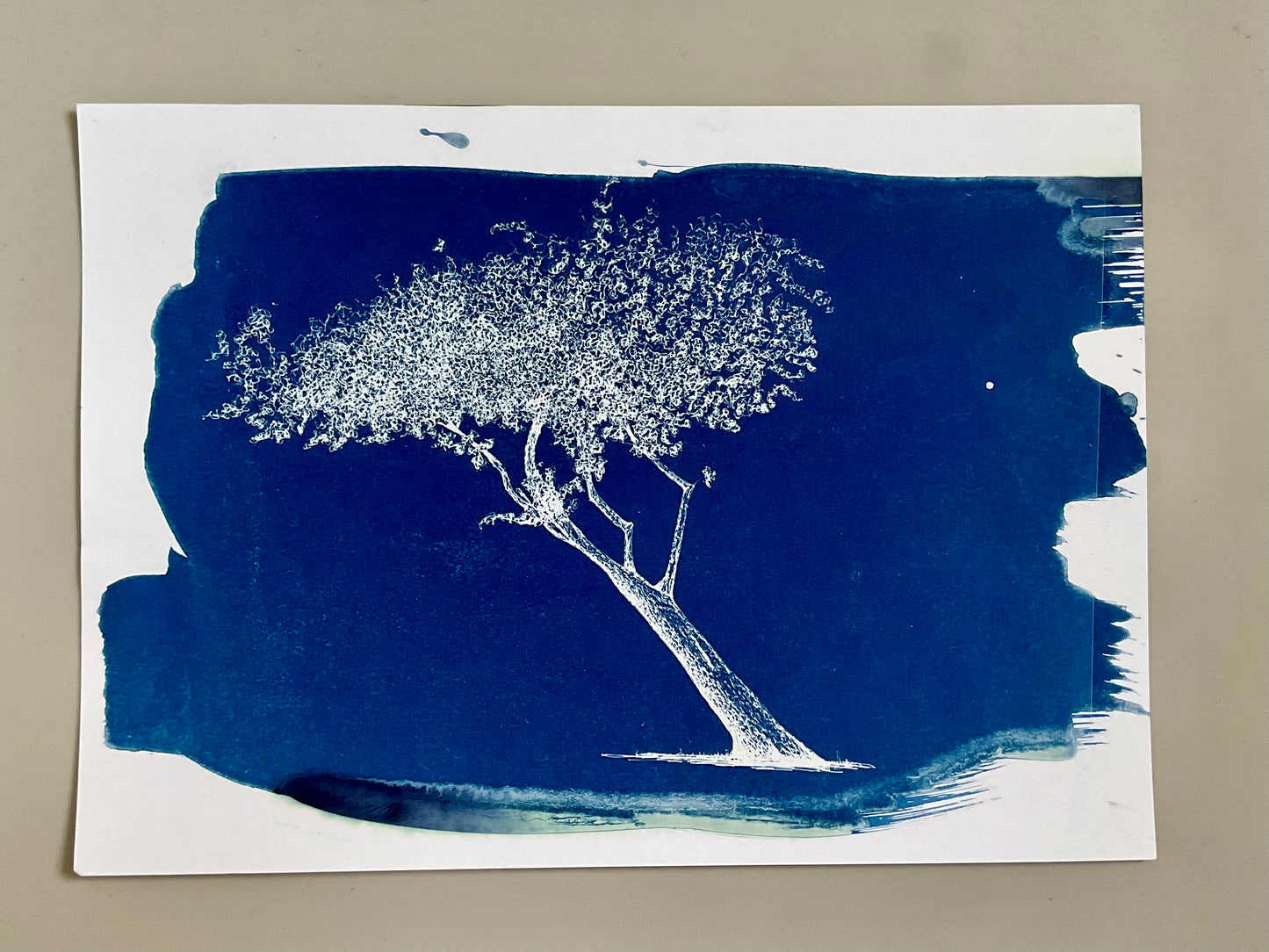 Original cyanotype of a leaning tree in white silhouette on deep blue background. A4 print, unframed.