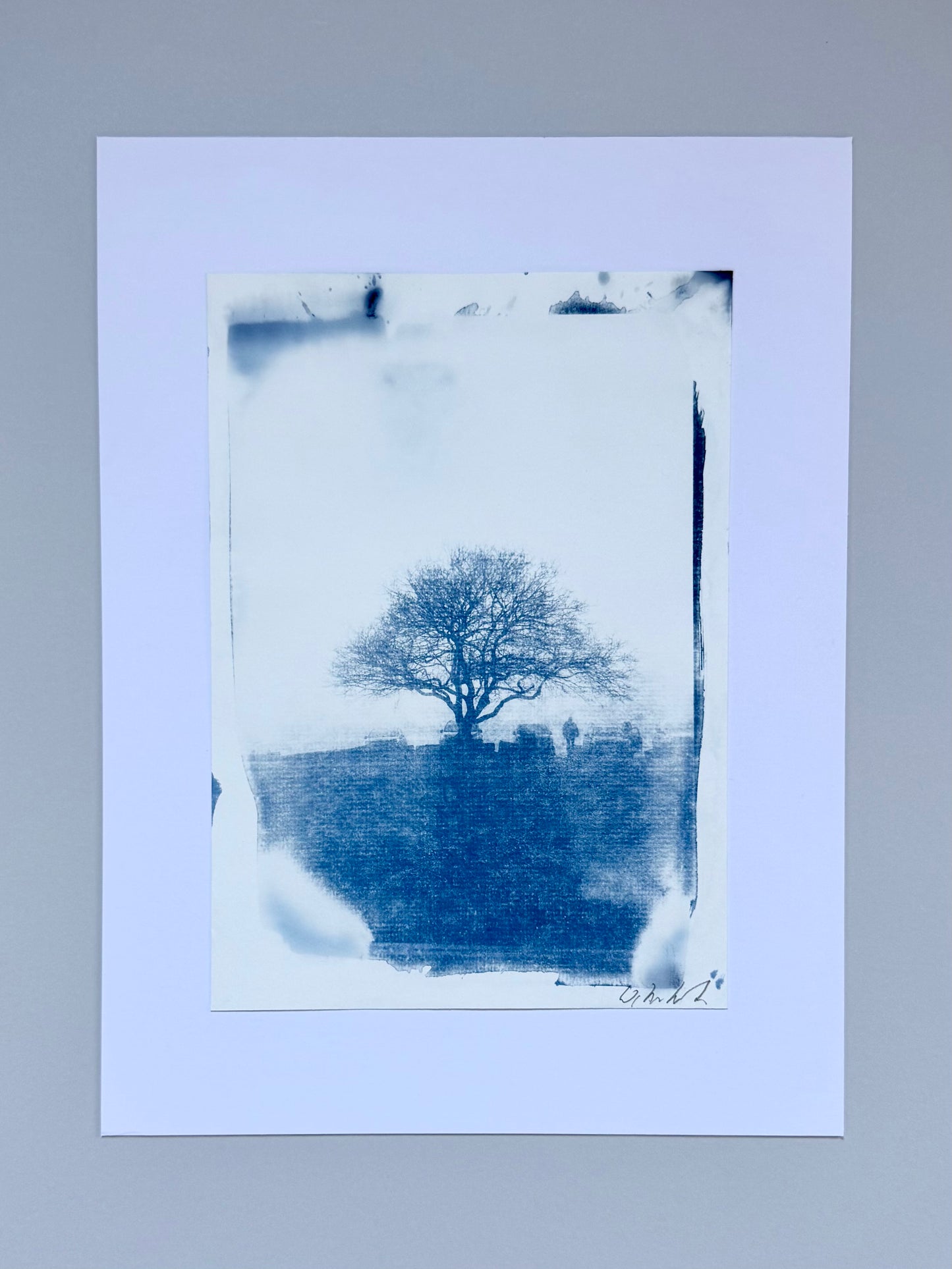 Original handmade cyanotype of a solitary hawthorn tree on Lickey Hills, Worcestershire, created from a foggy morning reference photograph using the traditional cyanotype process.
