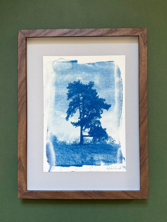 Framed original handmade cyanotype of a pine tree at Croome Court, Worcestershire, presented in a dark wood frame with a grey conservation mount.