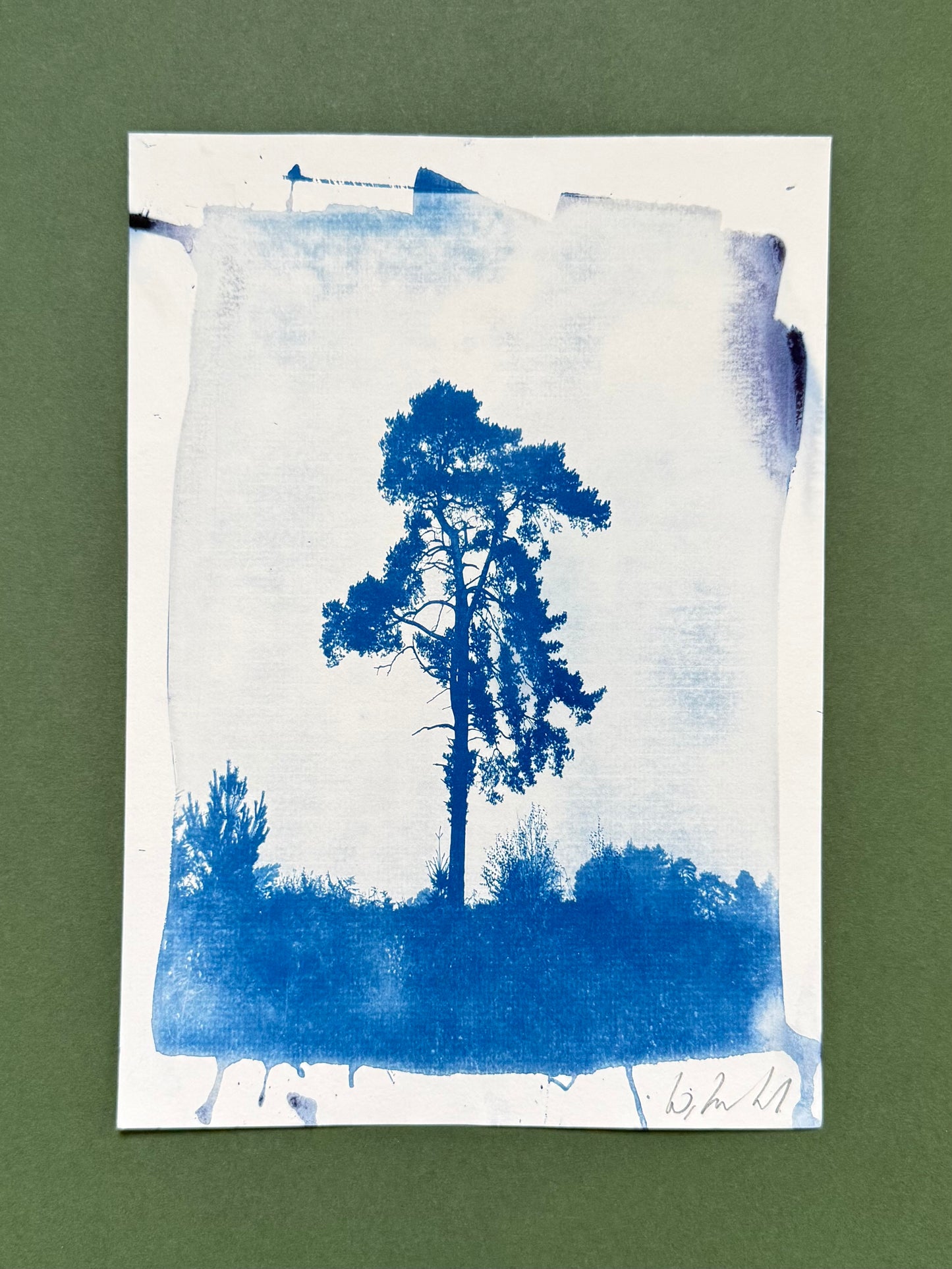 Original handmade cyanotype of a solitary pine tree on Lickey Hills, Worcestershire, created from a foggy morning reference photograph using the traditional cyanotype process.