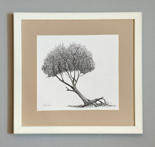Black ink drawing of a leaning deciduous tree with exposed roots and a full crown, created on location in winter. Mounted on a white background.